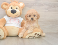 7 week old Cavapoo Puppy For Sale - Premier Pups