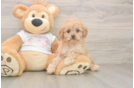 Petite Cavapoo Poodle Mix Pup