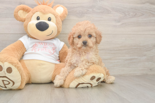 Petite Cavapoo Poodle Mix Pup