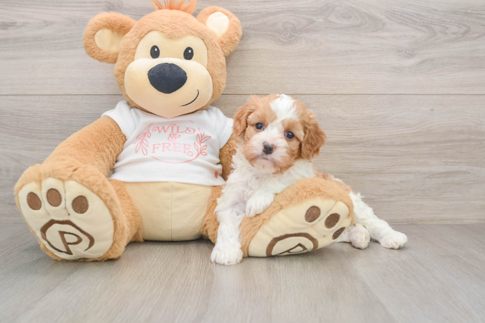Funny Cavapoo Poodle Mix Pup