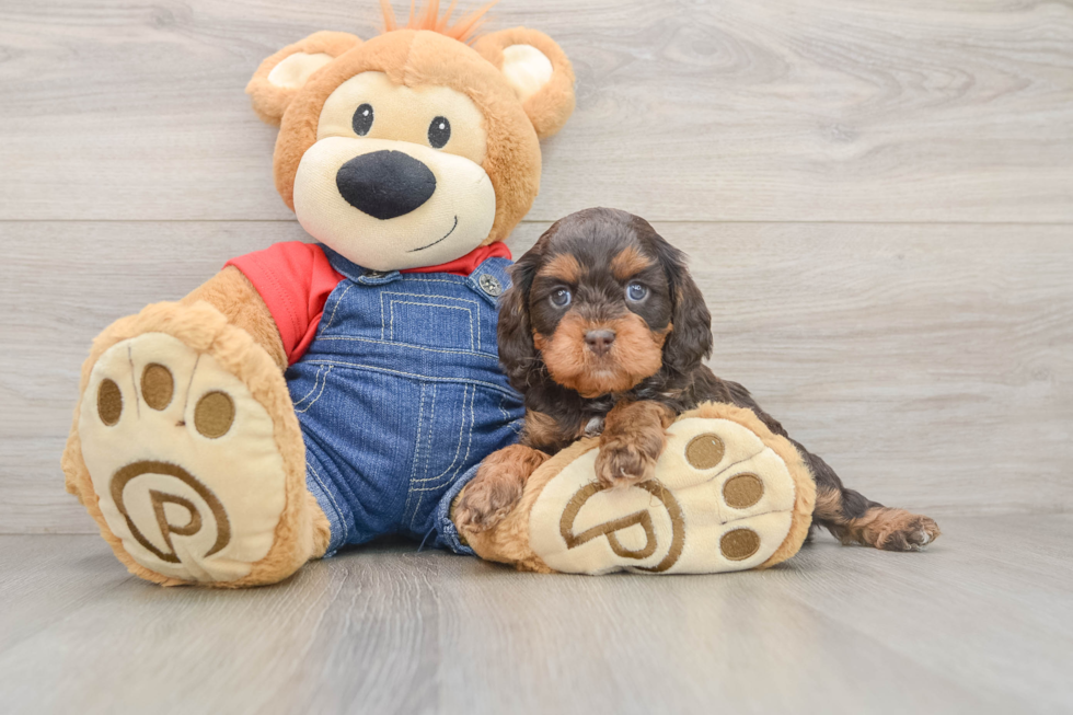 Cavapoo Pup Being Cute