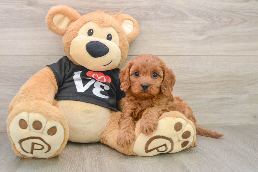 Little Cavipoo Poodle Mix Puppy
