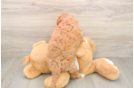 Small Cavapoo Baby