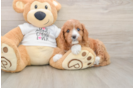 Cute Cavapoo Baby