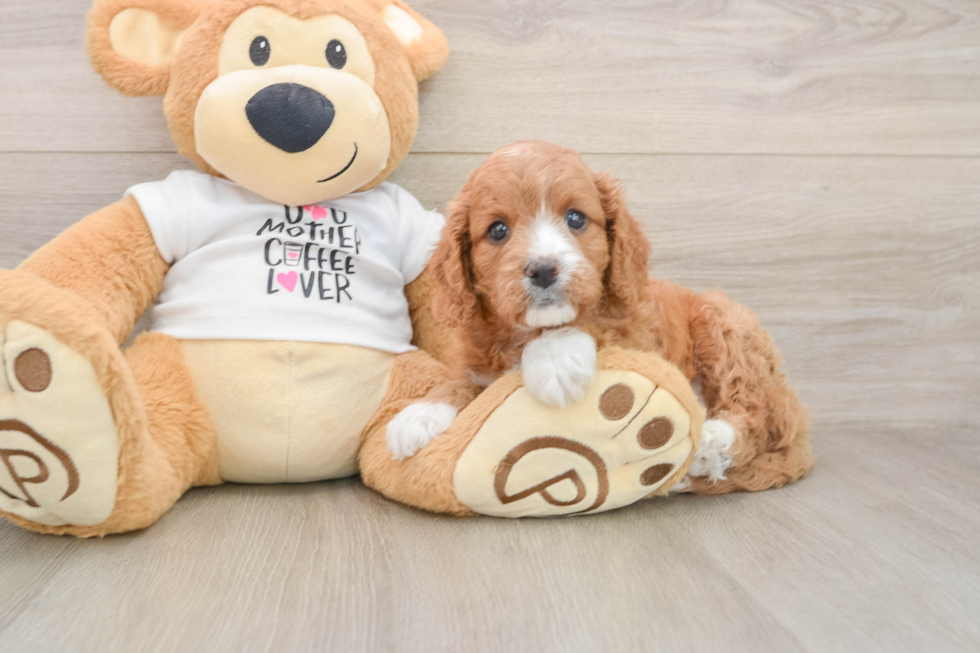 Cute Cavapoo Baby