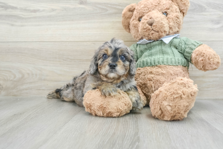 Hypoallergenic Cavadoodle Poodle Mix Puppy