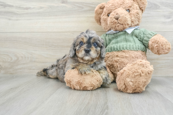 Hypoallergenic Cavadoodle Poodle Mix Puppy