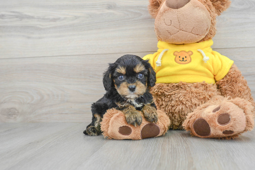 Happy Cavapoo Baby