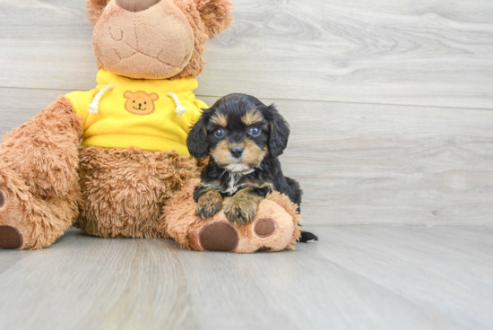 Energetic Cavoodle Poodle Mix Puppy