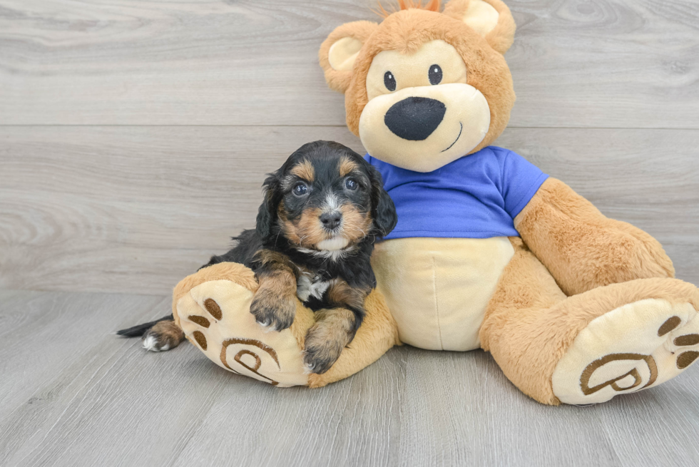 Cavapoo Pup Being Cute