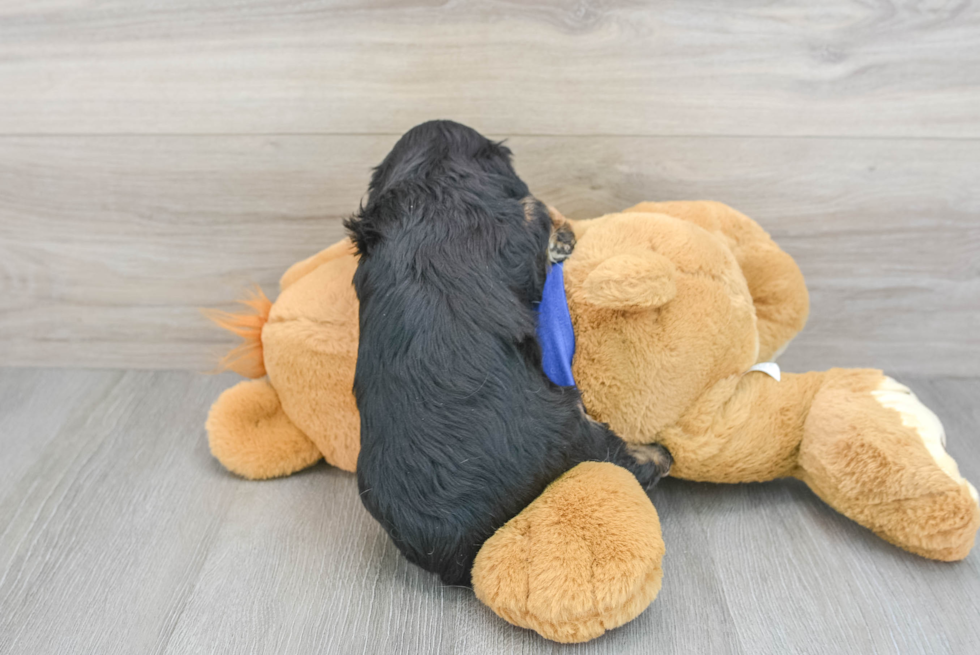 Cavapoo Puppy for Adoption