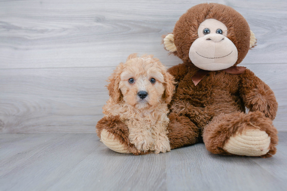 Cavapoo Pup Being Cute