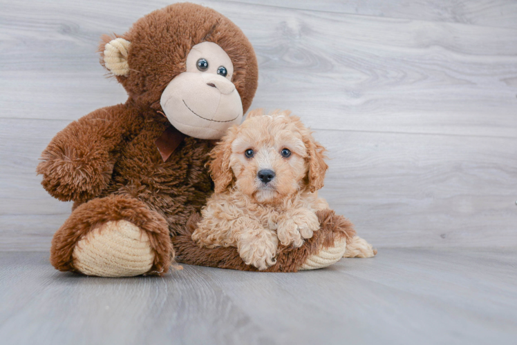 Adorable Cavoodle Poodle Mix Puppy