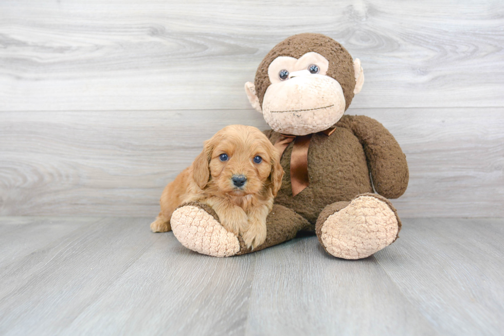 Adorable Cavoodle Poodle Mix Puppy