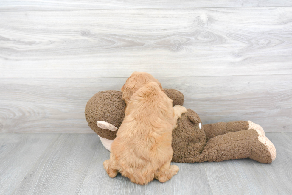 Popular Cavapoo Poodle Mix Pup