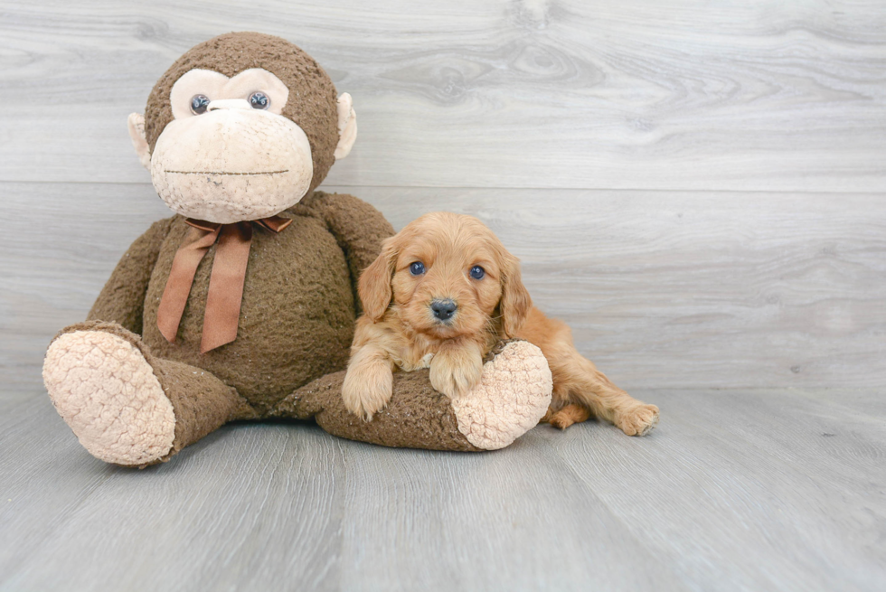 Fluffy Cavapoo Poodle Mix Pup