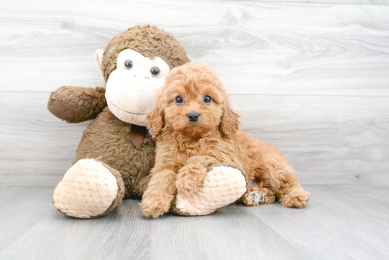 Cute Cavapoo Baby