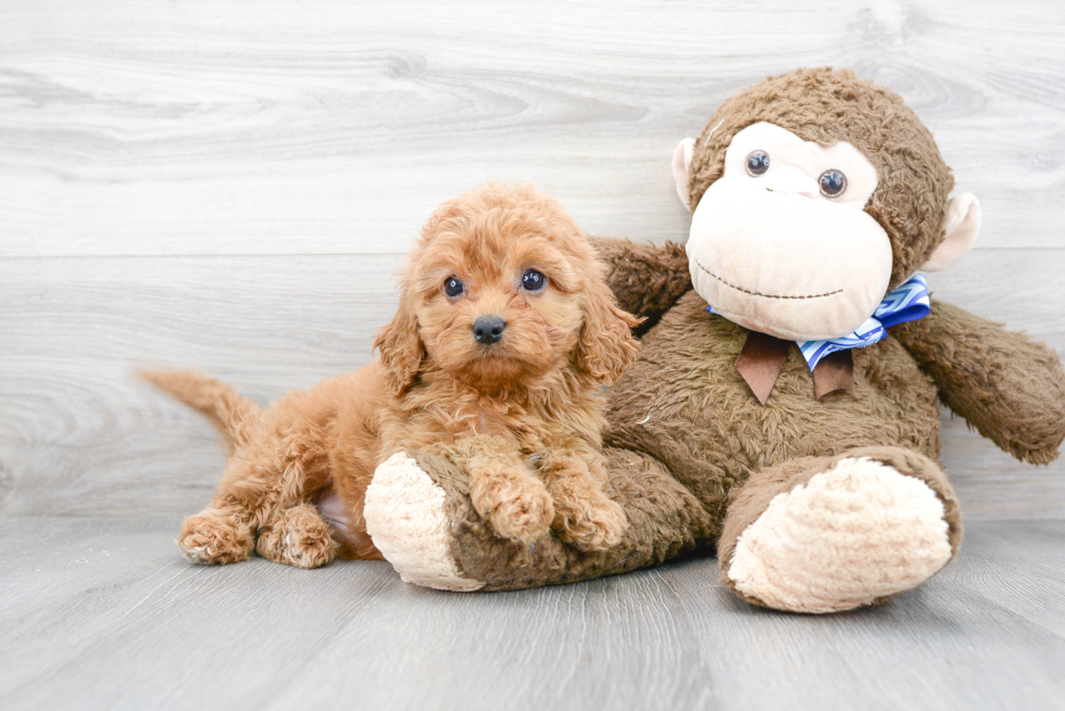 Cavapoo Pup Being Cute