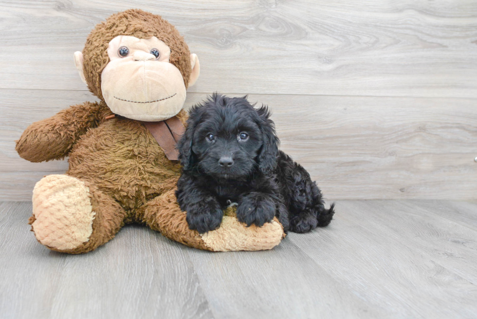 Best Cavapoo Baby