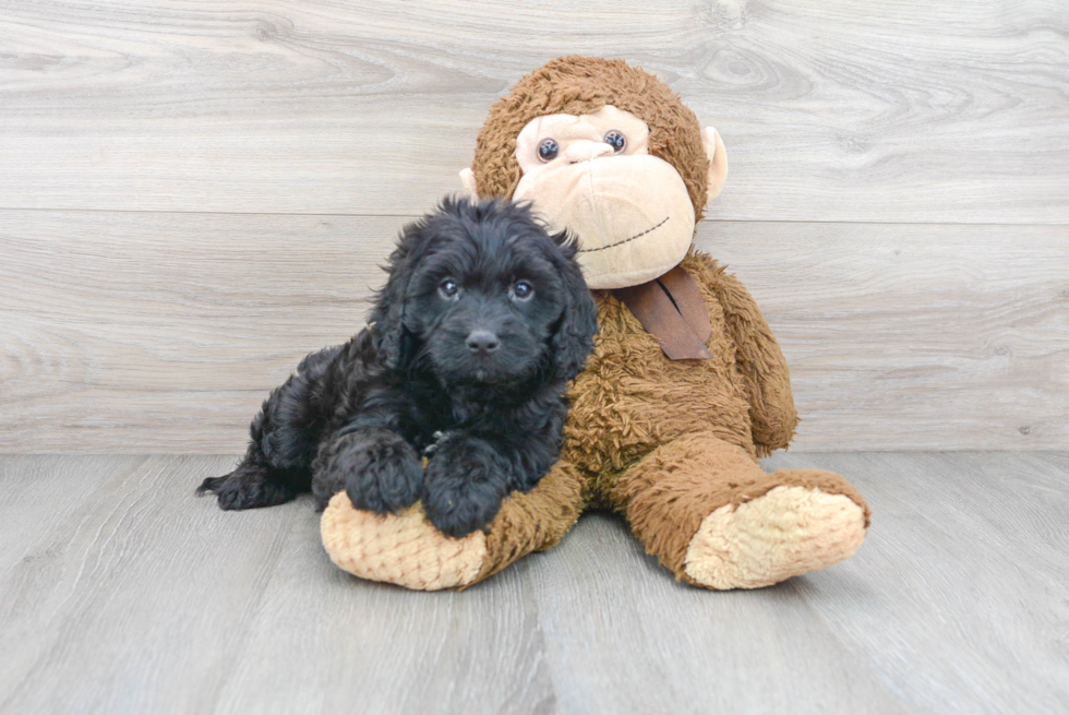 Adorable Cavoodle Poodle Mix Puppy