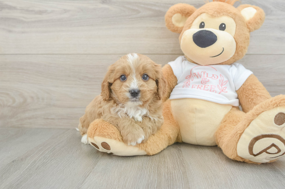 7 week old Cavapoo Puppy For Sale - Premier Pups