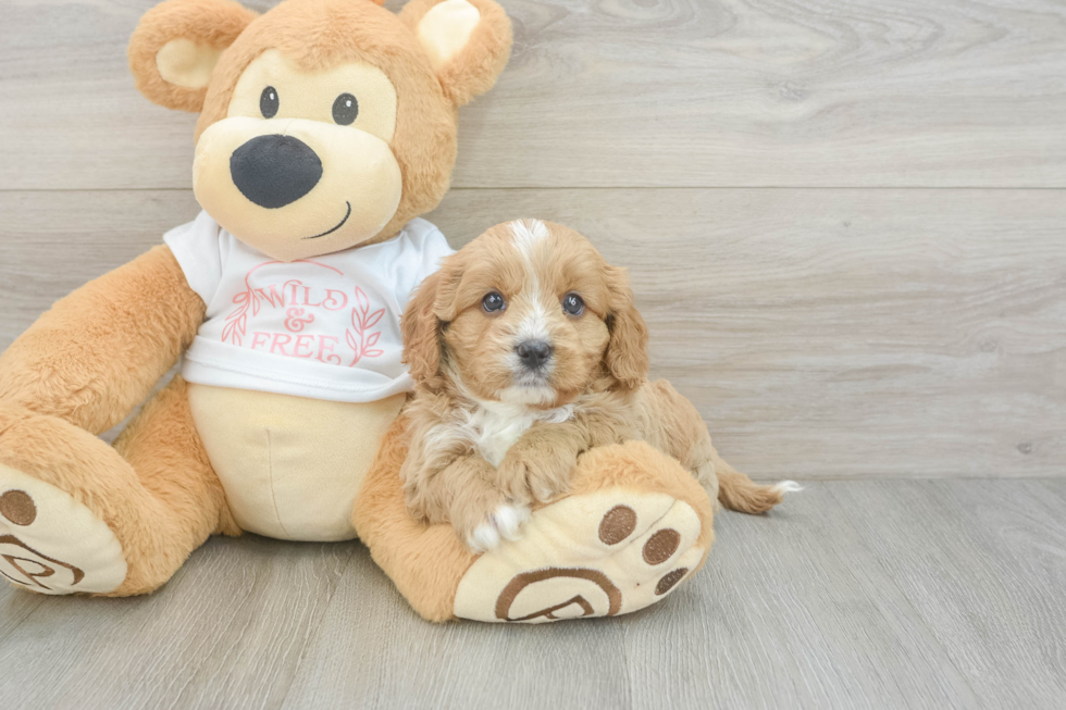 Cavapoo Puppy for Adoption