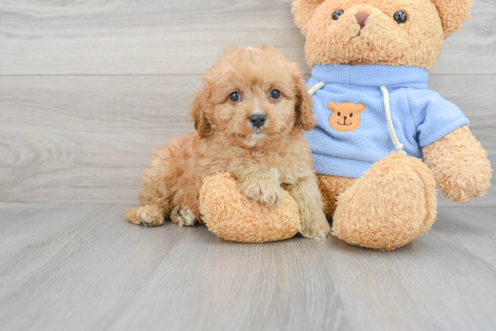 Cavapoo Puppy for Adoption