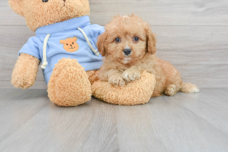 Best Cavapoo Baby