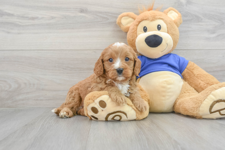 Happy Cavapoo Baby