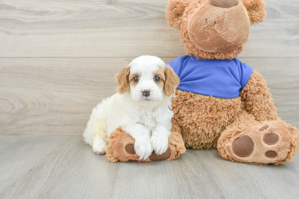 Cavapoo Pup Being Cute