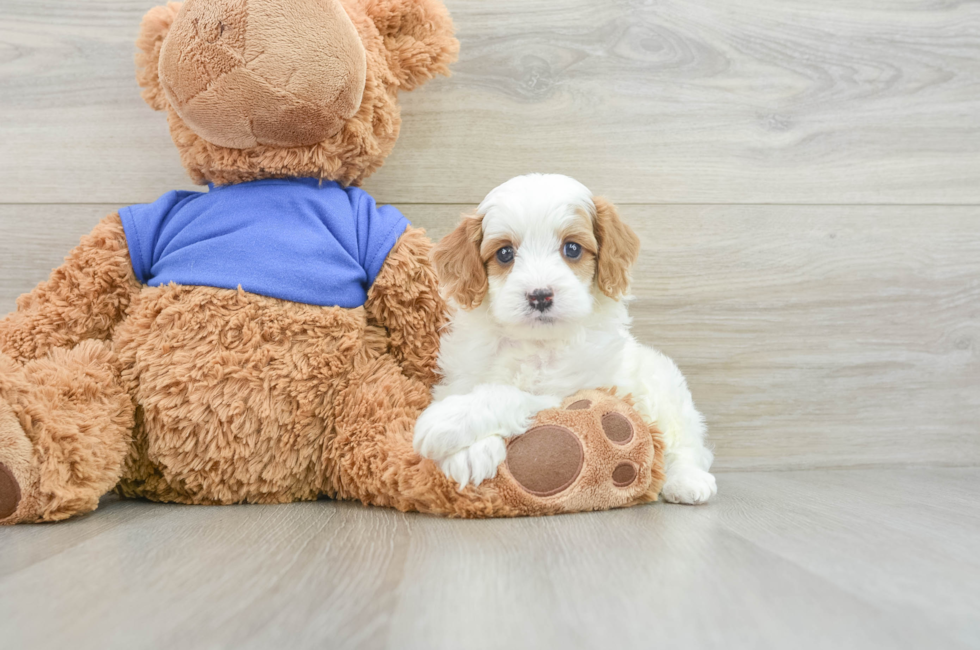 7 week old Cavapoo Puppy For Sale - Premier Pups