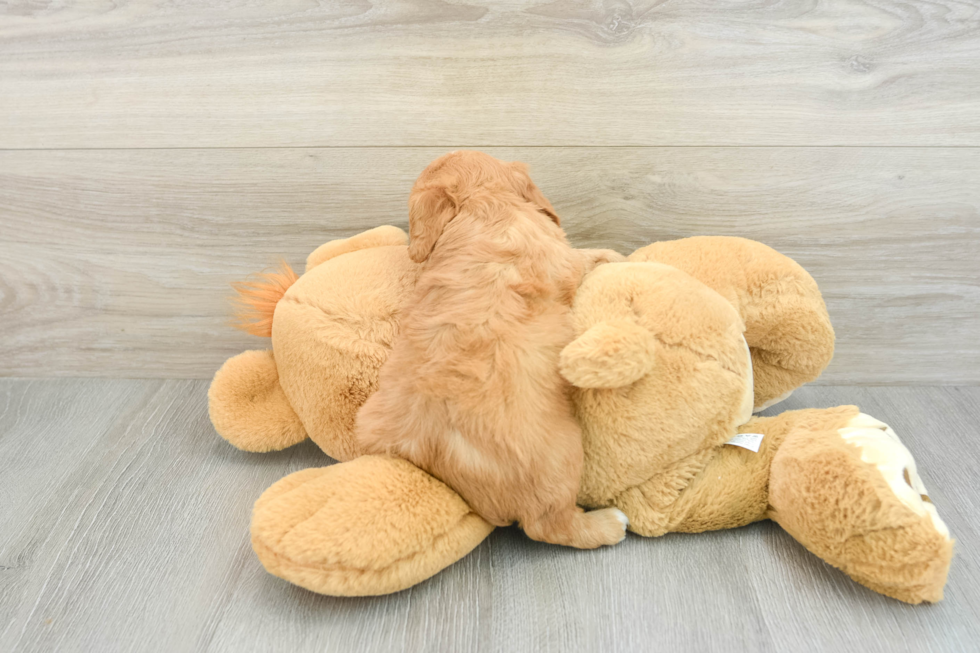 Playful Cavapoodle Poodle Mix Puppy