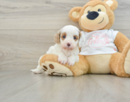 7 week old Cavapoo Puppy For Sale - Premier Pups