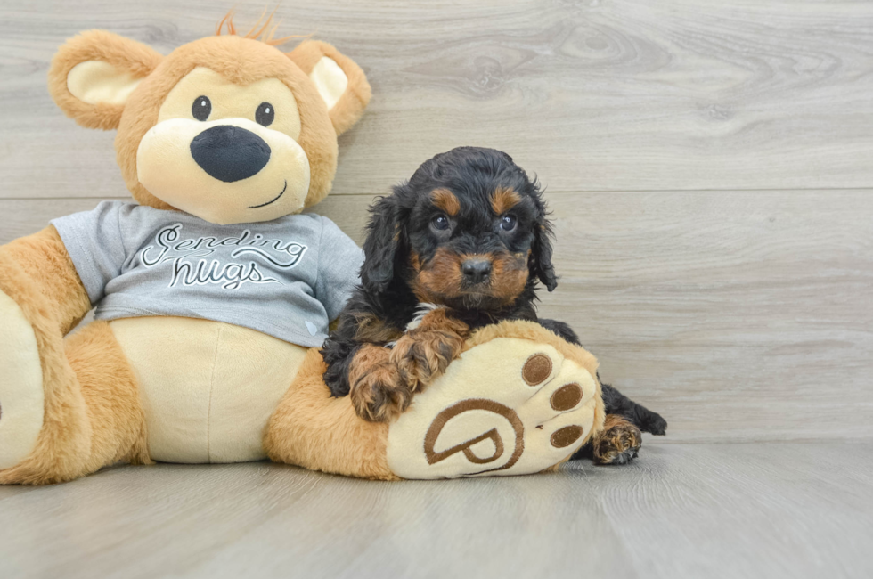 5 week old Cavapoo Puppy For Sale - Premier Pups