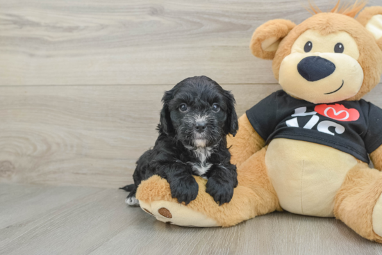 Best Cavapoo Baby