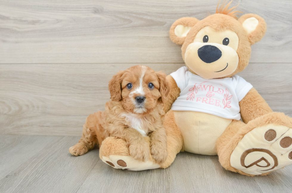 7 week old Cavapoo Puppy For Sale - Premier Pups