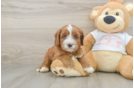 Cavapoo Puppy for Adoption