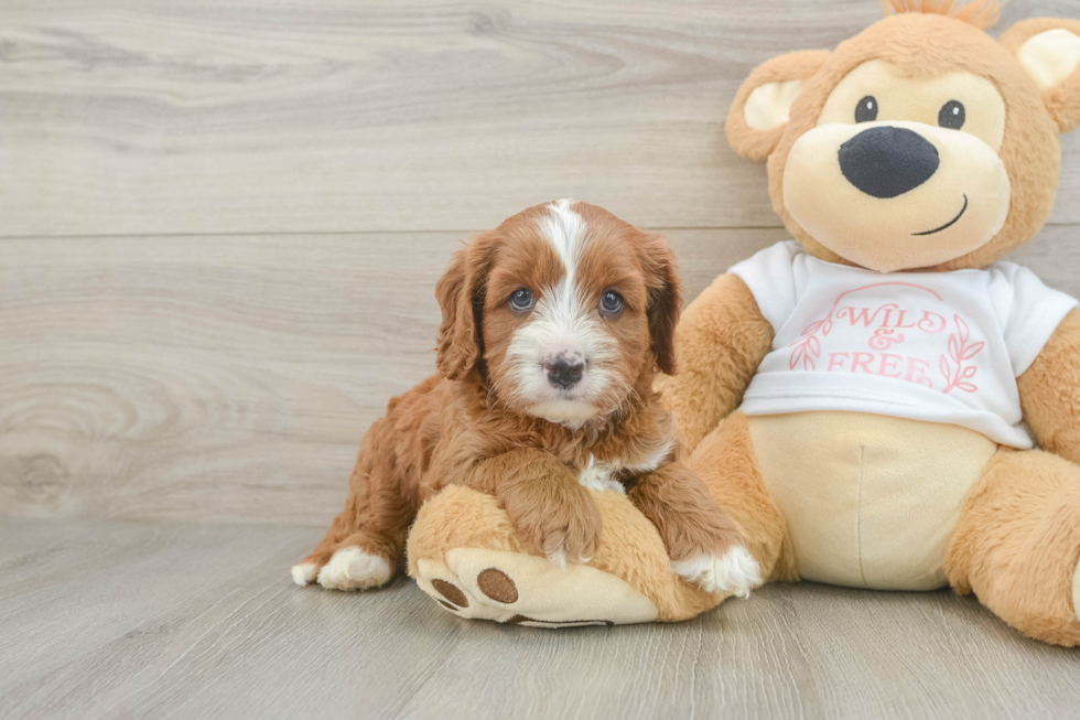 Cavapoo Puppy for Adoption