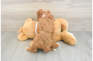 Best Cavapoo Baby