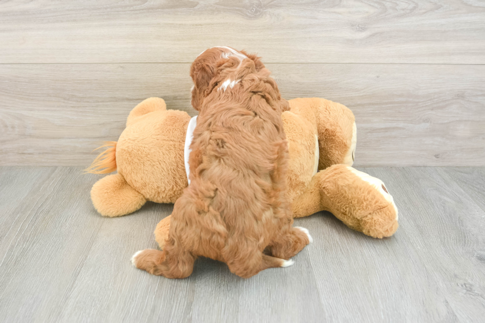 Best Cavapoo Baby