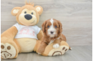 Hypoallergenic Cavadoodle Poodle Mix Puppy