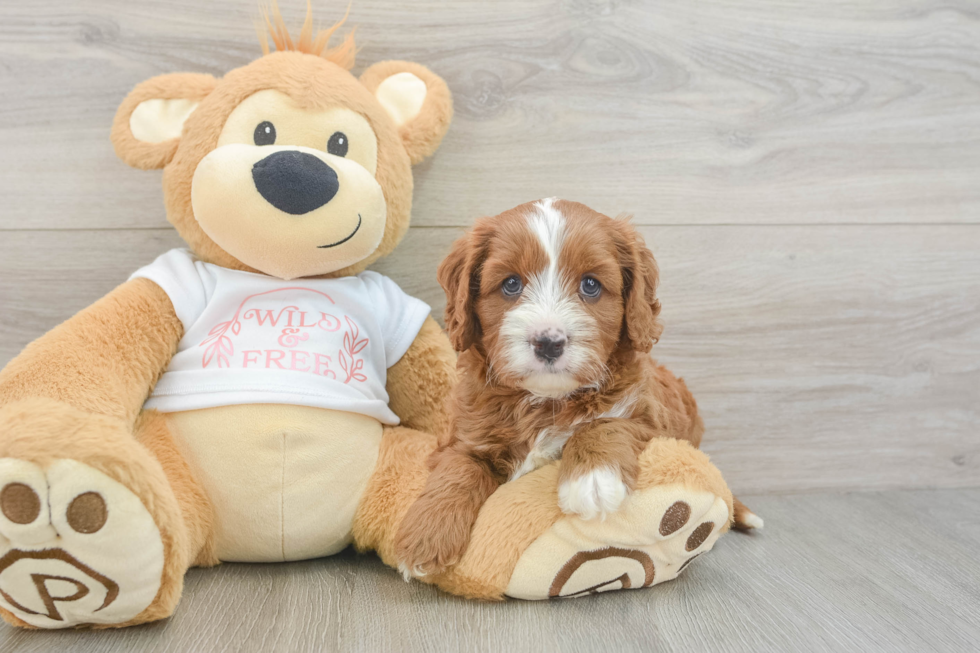 Hypoallergenic Cavadoodle Poodle Mix Puppy