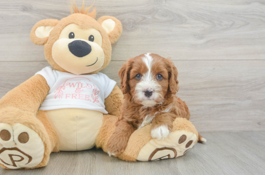 Hypoallergenic Cavadoodle Poodle Mix Puppy
