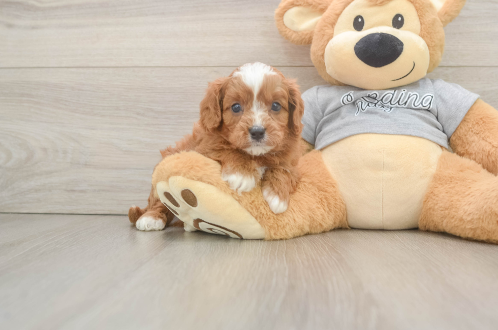 5 week old Cavapoo Puppy For Sale - Premier Pups