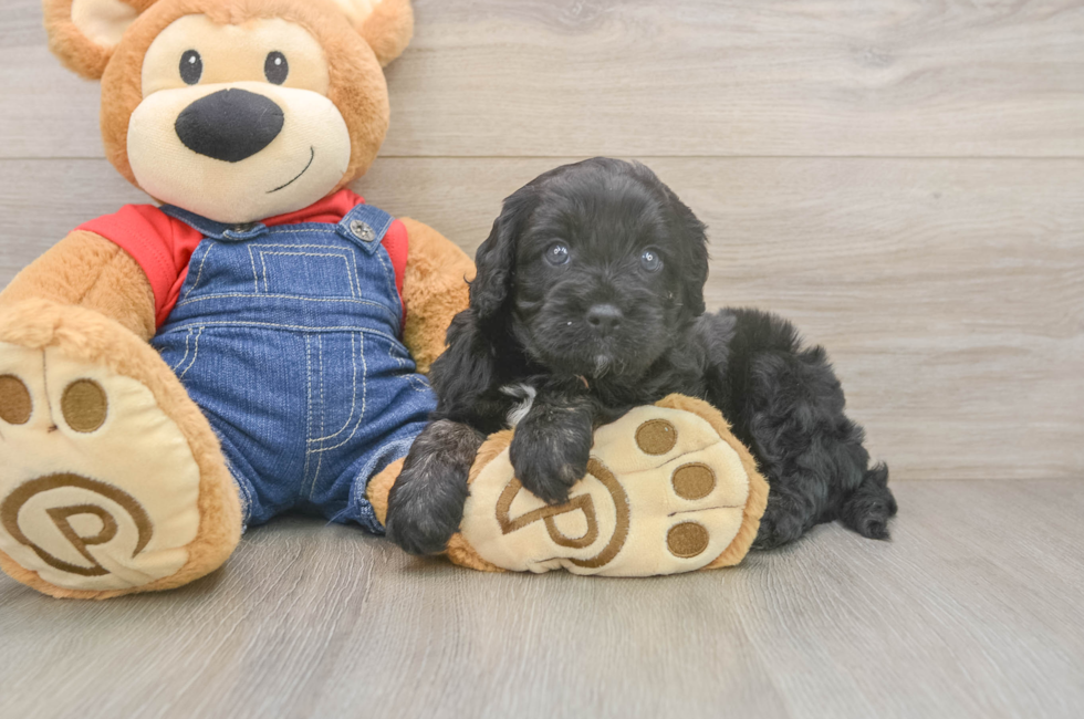 5 week old Cavapoo Puppy For Sale - Premier Pups