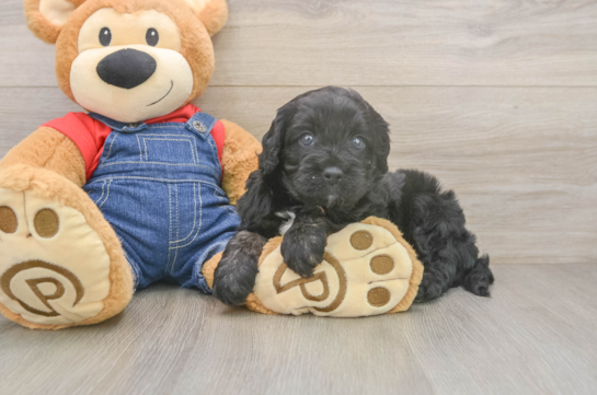 Cavapoo Pup Being Cute