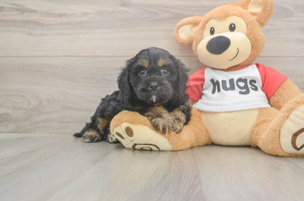 6 week old Cavapoo Puppy For Sale - Premier Pups