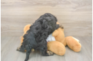 Popular Cavapoo Poodle Mix Pup
