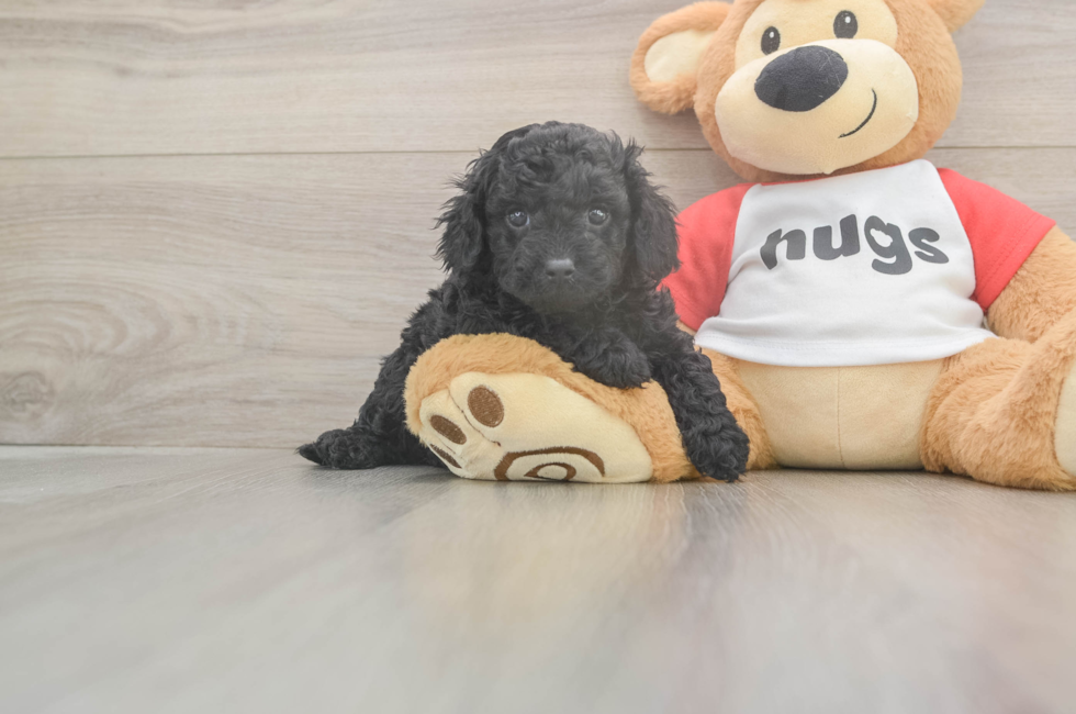 5 week old Cavapoo Puppy For Sale - Premier Pups