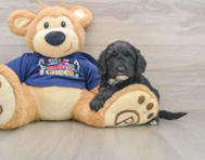 6 week old Cavapoo Puppy For Sale - Premier Pups